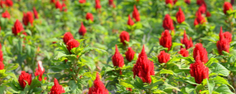 火炬花浇水的时间/方法/水量/频率