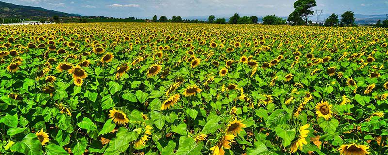 向日葵尖端是哪一边