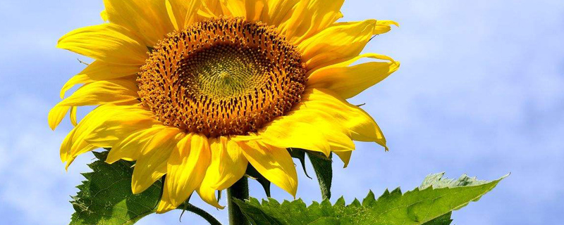 向日葵种子哪一头朝下