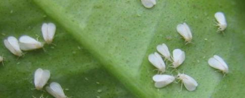 养花的土里有白色的虫