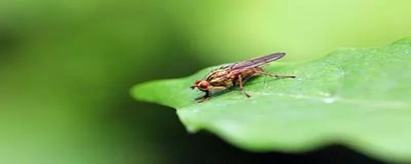 养花的土里有小飞虫怎