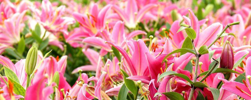 小盆栽百合花怎么养