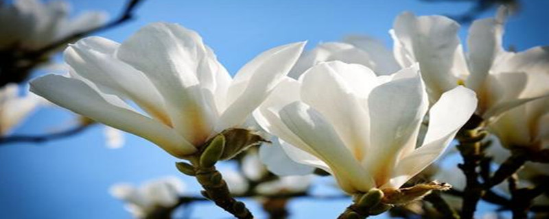 白玉兰冬天如何养殖