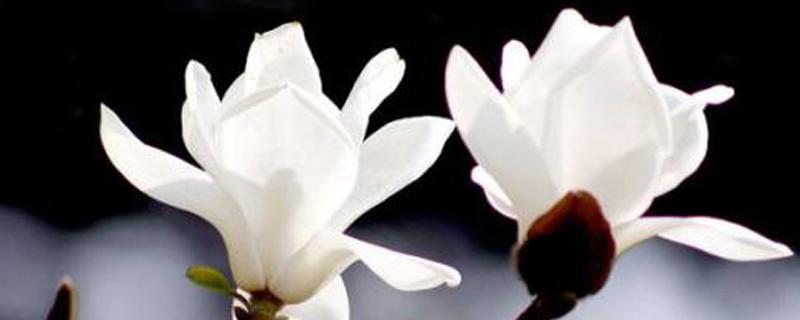 如何修剪白玉兰