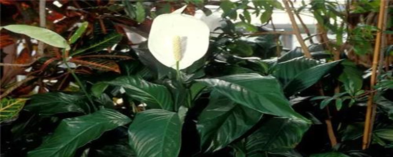 白鹤芋花期后如何养护