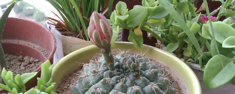 绯花玉怎么养大的快