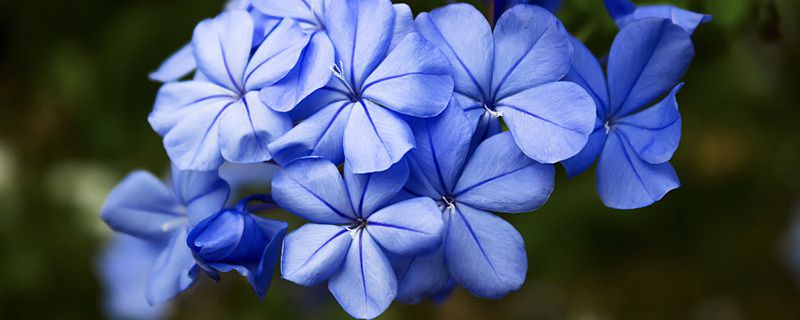 蓝雪花扦插方法和时间