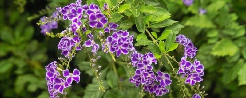 蕾丝金露花怎么养