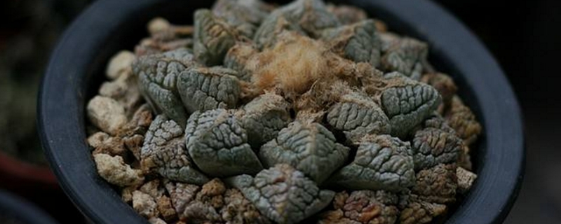 龟甲牡丹的养殖方法和注意事项