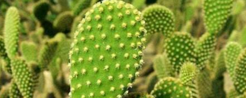 黄毛掌的养殖方法和注意事项