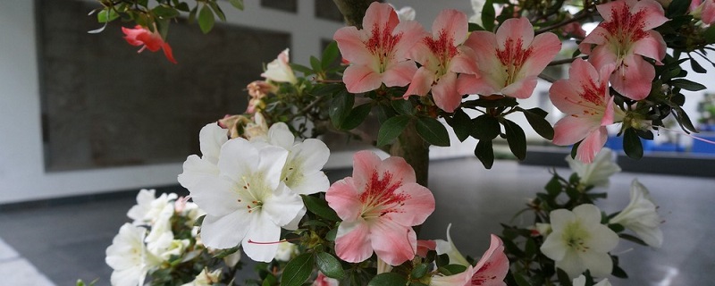 皋月杜鹃的养殖方法和注意事项