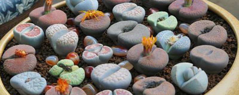 生石花能养多少年