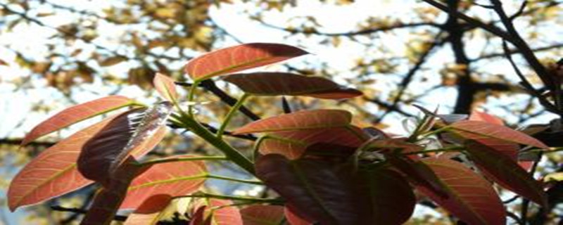 落叶榕多少天浇水一次