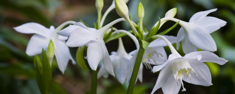 南美水仙的养殖方法和注意事项