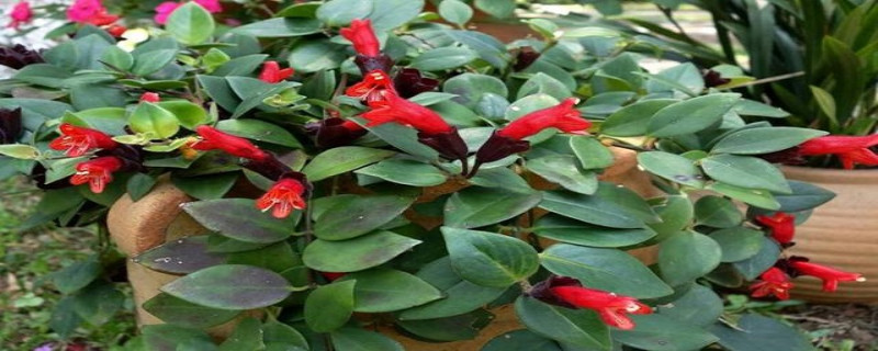 口红吊兰浇水浇多少