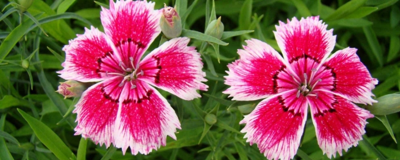 美国石竹的养殖方法和注意事项