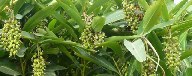 砂仁的养殖方法和注意