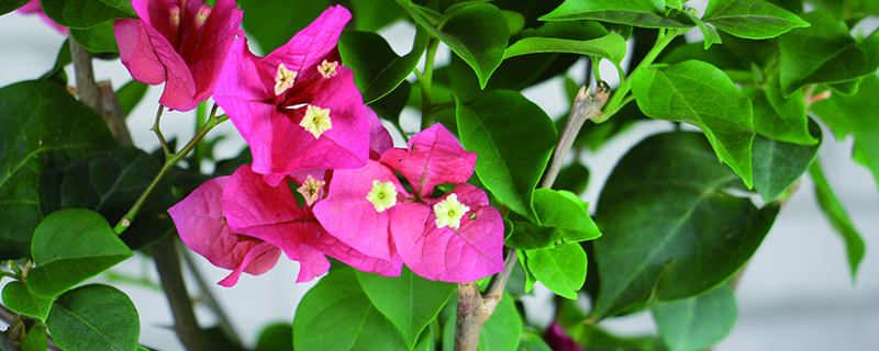 换盆后三角梅浇多少水