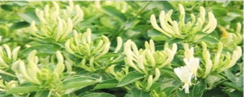 金银花一次浇多少水