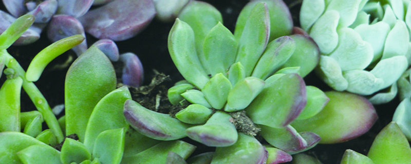 肉肉浇水需要浇多少