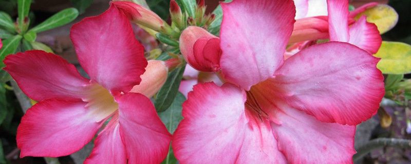 沙漠玫瑰一次浇多少水