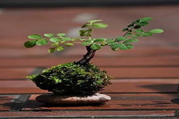 苔玉盆景怎么制作